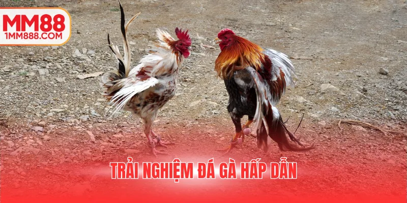 Trải nghiệm đá gà hấp dẫn
